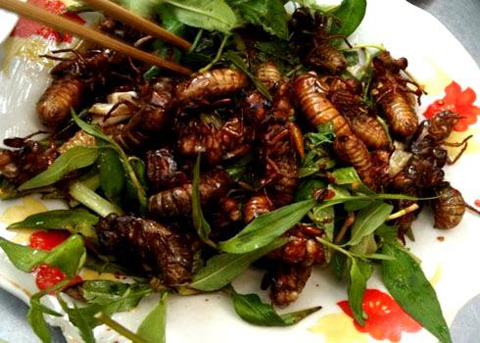 Ve sầu