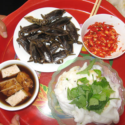 Cà cuống