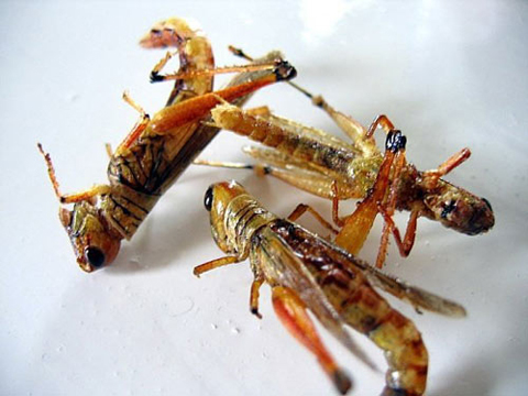 Châu chấu