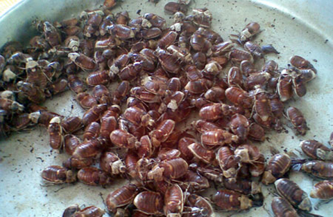 Đuông