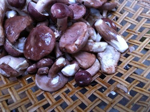 Nấm tràm