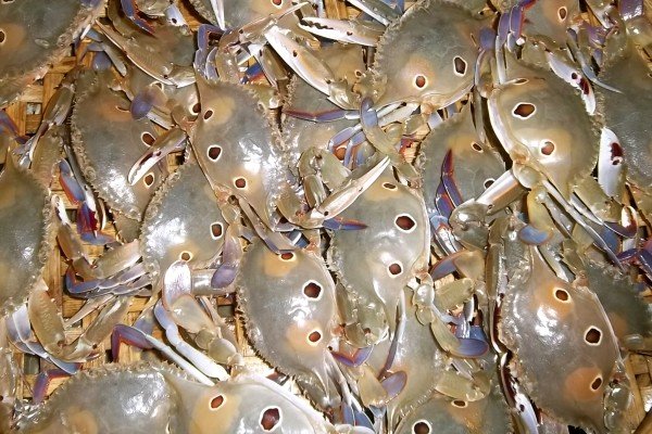 Ghẹ để nấu canh phải là ghẹ ba chấm thì món canh mới ngon và ngọt nước. Ảnh: Kim Loan
