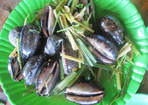 Ốc bướm thịt mềm