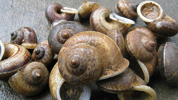Ốc đá Suối Bàng