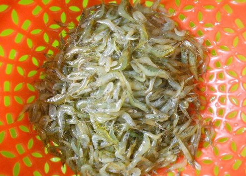 Tép đồng