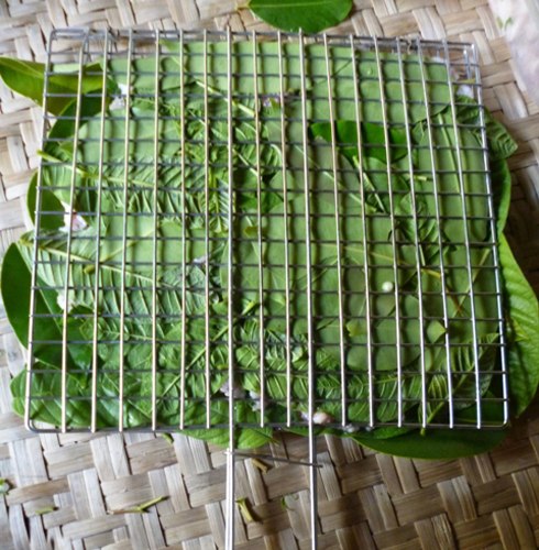 Cho thịt heo vào giữa hai mặt lá chanh và lá ổi rồi đem nướng. Ảnh: N.D.
