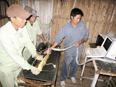 Siêu âm tìm cá tầm cái cho trứng. Ảnh: Tiền phong.