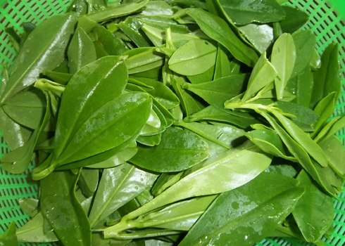 Canh rau sâm nấu tôm