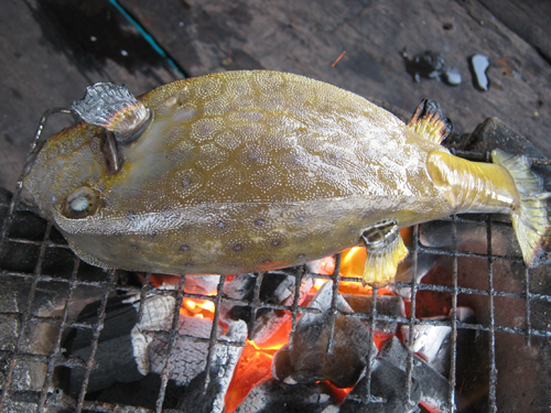 Bò hòm nhìn từ lưng