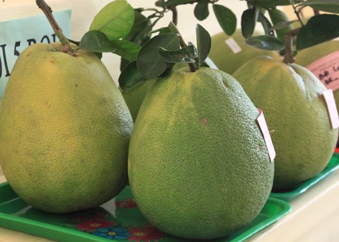 Bưởi da xanh, bưởi năm roi, bưởi Tân Triều... đều được các nhà vườn đem về góp mặt tại lễ hội.