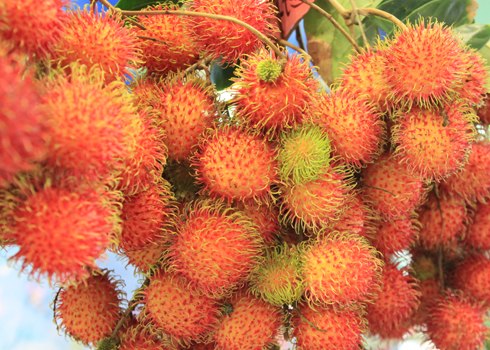 Chôm chôm Long Khánh, chôm chôm nhãn, chôm chôm tróc... là những loại chôm chôm nổi tiếng được nhiều người ưa thích.