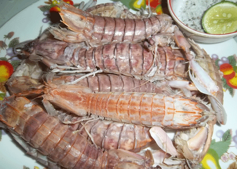 Tôm tích hấp