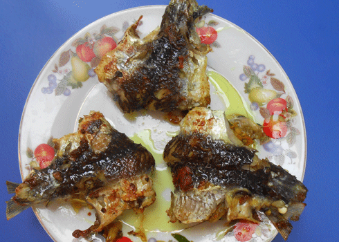 Cá chuồn chiên chín vàng