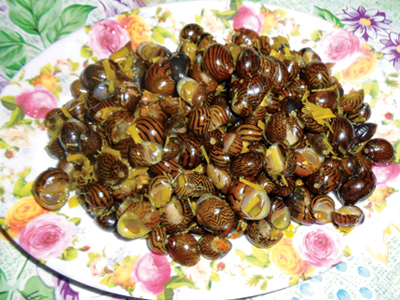 Vị ngọt từ ốc dừa