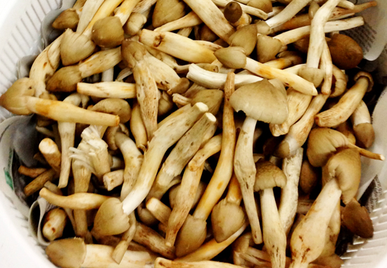 Nấm mối