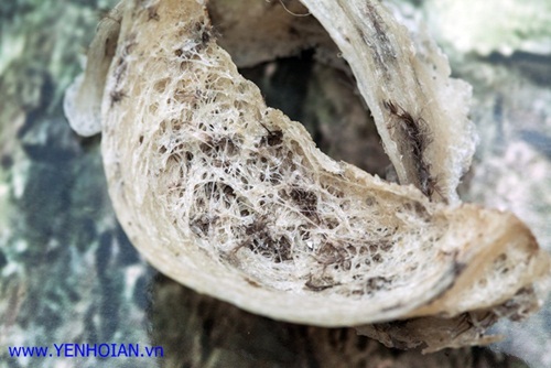 Yến sào Hội An