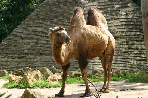 Thịt lạc đà nướng là một trong những đặc sản của người dân Marocco.