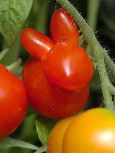 Chú thỏ đang học phép ẩn mình giữa vườn cà chua.