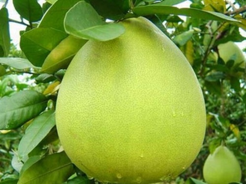 Bưởi năm roi