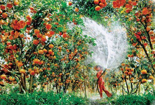 Trà Vinh có rất nhiều vườn cây ăn trái