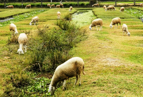 Cừu Ninh Thuận