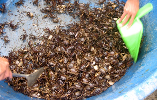 Cua đồng mùa nước nổi - Ảnh: H.Vũ