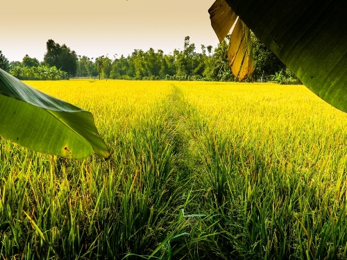 Cánh đồng quê vùng người Chăm sinh sống.