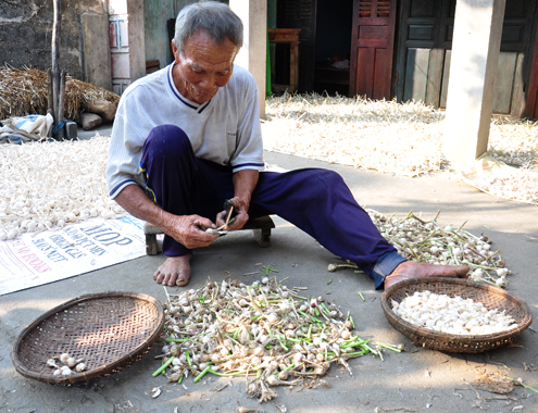 Nhặt tỏi