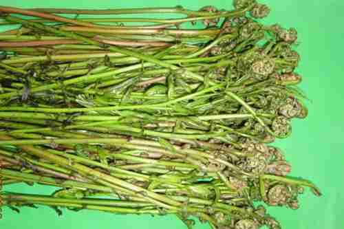 Đọt choại