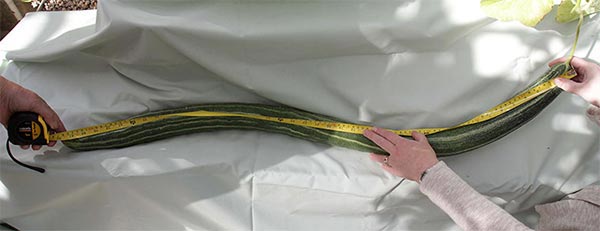 Dưa chuột dài 1,3m.