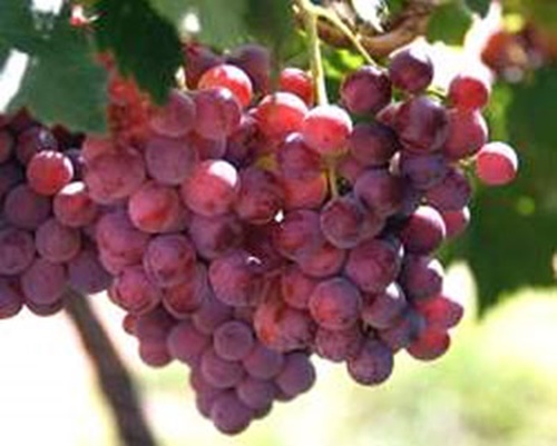 Rượu nho