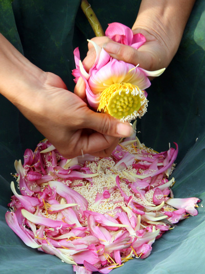 Nhụy hoa tươi được lấy về rồi sao khô.