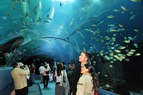 Bên trong thủy cung ở Atlanta. Ảnh: Amsvans.