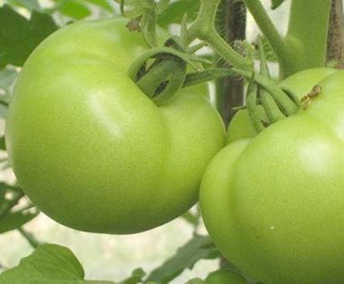 4 điều cấm kỵ khi ăn cà chua