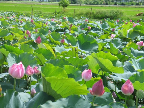 không chỉ giữ nguyên những tính chất có lợi cho sức khỏe ở sen mà còn tránh được vị nhàm chán, ngán ngấy thường thấy khi dùng hạt sen một mình.