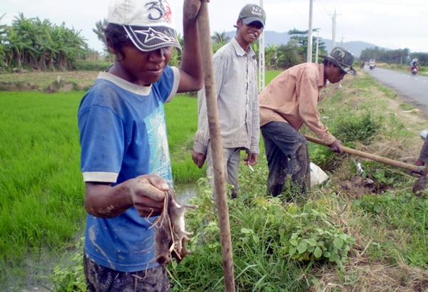 Săn bắt chuột ở miệt vườn - Ảnh: Hoài Vũ