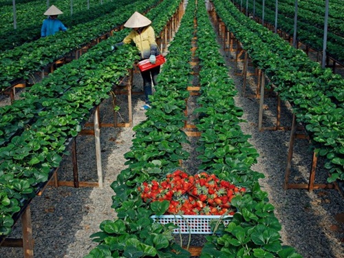 Đà Lạt vào mùa dâu tây chín mọng