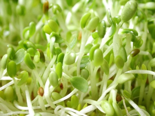 Khúc biến tấu từ đậu nành cho ngày hè