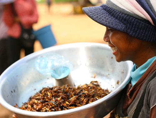 Món côn trùng chiên giòn. Ảnh: Anh Phương