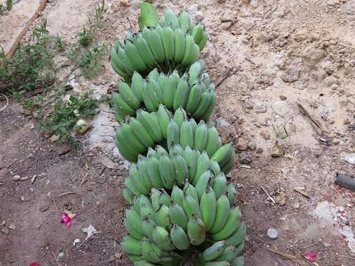 Phố chiều mưa, nhớ hương chuối nướng quê