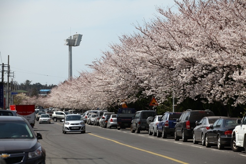 7. Lễ hội hoa anh đào Jeju