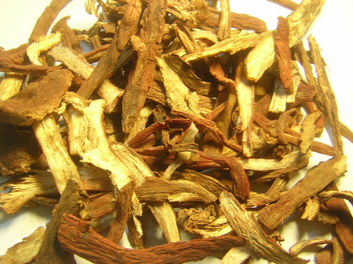 Đan sâm - Ảnh: K.Vy