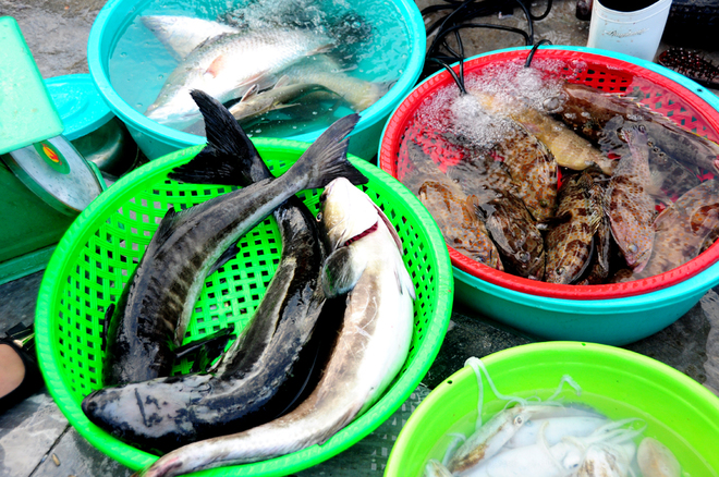 Hải sản tươi rói ở chợ cá cảng Hạ Long