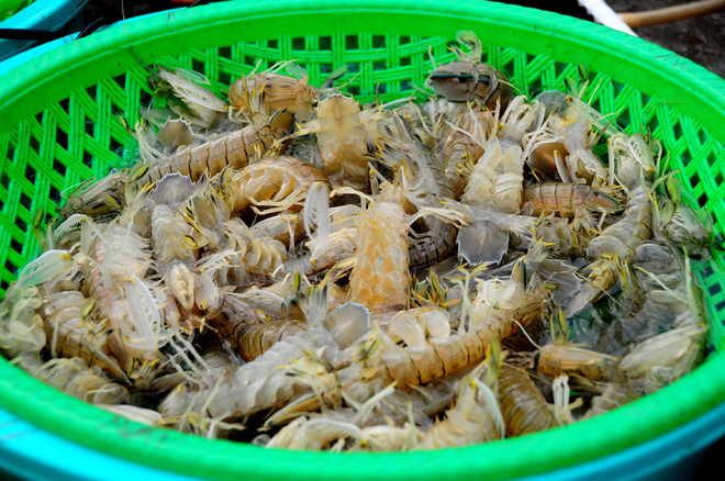 Hải sản tươi rói ở chợ cá cảng Hạ Long