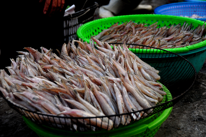 Hải sản tươi rói ở chợ cá cảng Hạ Long