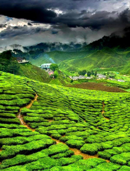 Bạn sẽ ngạc nhiên bởi miền Trung cũng có đồi chè không kém Lâm Đồng hay trung du phía Bắc. Ảnh: FB Đông Giang Quảng Nam.