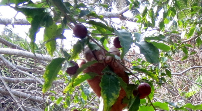 Cây hồng quân ra trái nghịch mùa - Ảnh: Hoài Vũ