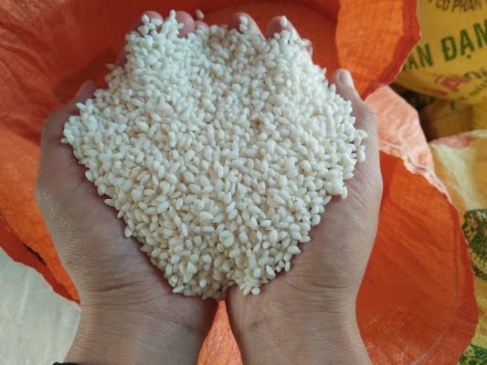 Gạo nếp cái hoa vàng là loại gạo đặc sản tại các tỉnh thành ở miền Bắc